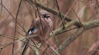 Avrasya alakargası ya da Garrulus glandarius donmuş dalın üzerinde oturuyor. Kış ormanında ilginç bir kuş.