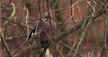 Avrasya alakargası ya da Garrulus glandarius donmuş dalın üzerinde oturuyor. Kış ormanında ilginç bir kuş.