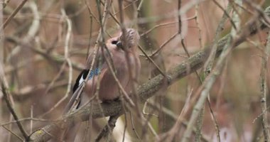 Avrasya alakargası ya da Garrulus glandarius donmuş dalın üzerinde oturuyor. Kış ormanında ilginç bir kuş.