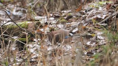 Avrasyalı Jay ya da Garrulus Glandarius yere düşen yapraklar üzerinde yiyecek arıyorlar. Kış ormanında ilginç bir kuş.