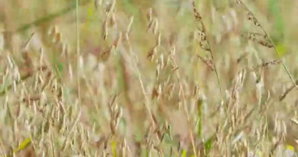 Champ avec tiges d'avoine commune oscillant sur le vent. Fond naturel d'été avec plante céréalière. Avena sativa. — Video
