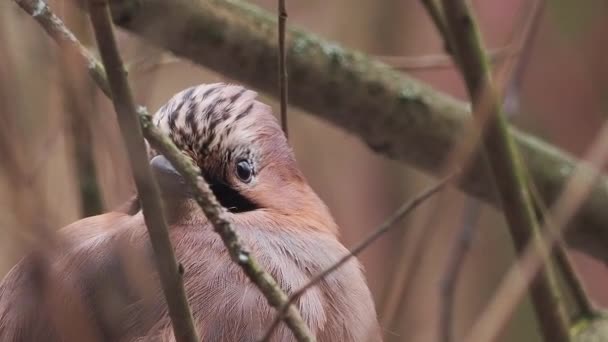 Jaj Eurazjatycki lub Garrulus glandarius siedzi na zamarzniętej gałęzi. Ciekawy ptak w zimowym lesie. — Wideo stockowe