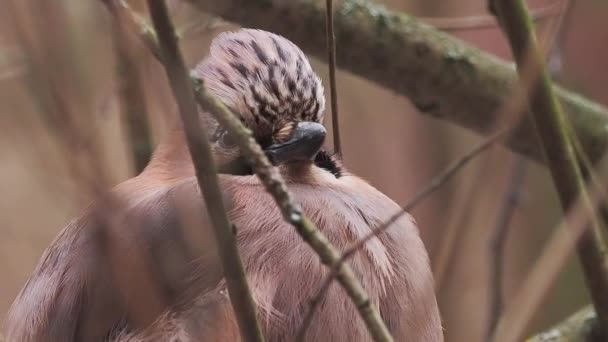 Jaj Eurazjatycki lub Garrulus glandarius siedzi na zamarzniętej gałęzi. Ciekawy ptak w zimowym lesie. — Wideo stockowe