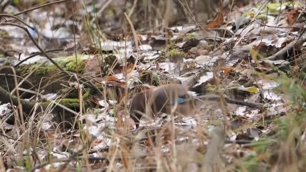 Eurasian jay 또는 Garrulus glandarius 는 땅에 떨어진 낙엽에서 먹이를 찾고 있습니다. 겨울 숲 속의 호기심많은 새. — 비디오