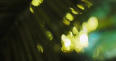 Güneş palmiye yapraklarının arasından parlıyor. Tropik ağaçlar güneş ışığında yapraklanır. Soçi, Rusya.