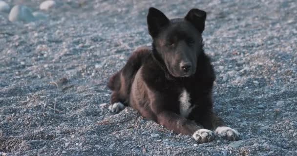 Kara sokak köpeği kayalık sahilde dinleniyor. evcil olmayan hayvan çakıl taşlarının üzerinde yatıyor. — Stok video