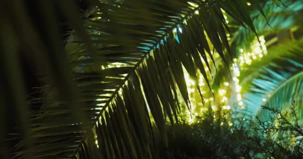 Sonne scheint durch Palmenblätter. Tropische Bäume blättern im Sonnenlicht. Sotschi, Russland. — Stockvideo