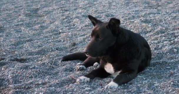 Schwarzer streunender Hund ruht am felsigen Strand. Unbekanntes Tier liegt auf Kieselsteinen. — Stockvideo