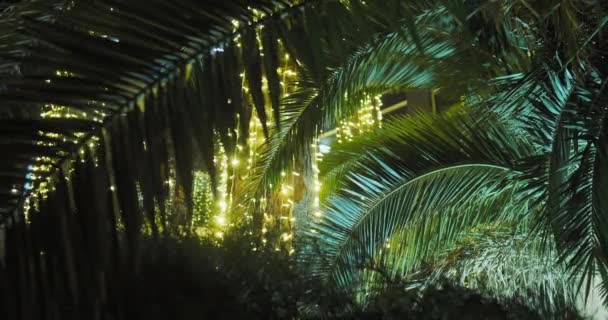 Sun shines through palm trees leaves. Tropical trees foliage at sunlight. Sochi, Russia. — Stock Video