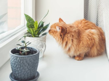 Şirin kızıl kedi kapalı alandaki bitkileri kokluyor. Crassula ve Sansevieria 'lı saksılar. Yumuşak hayvan beyaz pencere pervazındaki sulu bitkilerin kokusunu alır. Barışçıl botanik hobisi. Evde bahçe işleri..