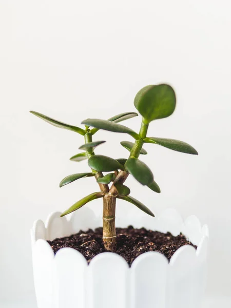 Bloempot Met Gevorkte Crassula Sappige Plant Witte Achtergrond Groene Blaadjes — Stockfoto