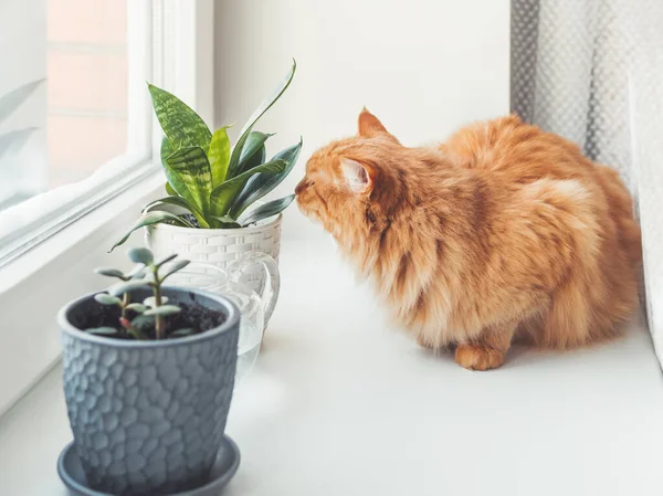 Şirin kızıl kedi kapalı alandaki bitkileri kokluyor. Crassula ve Sansevieria 'lı saksılar. Yumuşak hayvan beyaz pencere pervazındaki sulu bitkilerin kokusunu alır. Barışçıl botanik hobisi. Evde bahçe işleri..