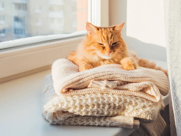 Cute Ginger Cat Sleeps Pile Cable Knitted Sweaters Winter Sunset — Stock Photo, Image