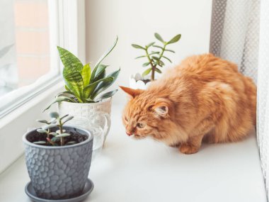 Şirin kızıl kedi kapalı alandaki bitkileri kokluyor. Crassula ve Sansevieria 'lı saksılar. Yumuşak hayvan beyaz pencere pervazındaki sulu bitkilerin kokusunu alır. Barışçıl botanik hobisi. Evde bahçe işleri..