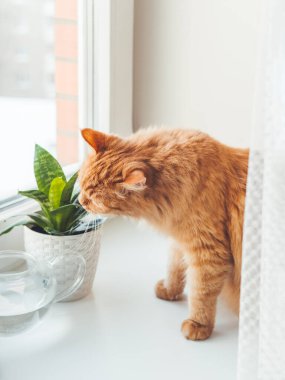Şirin kızıl kedi kapalı alanda bitki kokluyor. Sansevieria ile çiçek saksısı. Yumuşak hayvan beyaz pencere pervazındaki sulu bitkilerin kokusunu alır. Barışçıl botanik hobisi. Evde bahçe işleri..