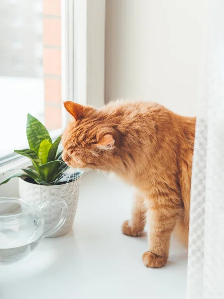 Söt Ingefära Katt Sniffar Inomhus Plantera Blomkruka Med Sansevieria Fluffigt — Stockfoto