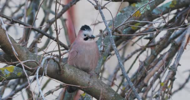 Euroasijský jay nebo Garrulus glandarius sedí na větvi stromu. Barevný pták se zvědavě dívá. Přirozená zvěř. — Stock video