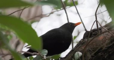 Sıradan bir karatavuk ya da ağaca tünemiş Turdus merula. Kara kuş merakla bakar. Doğal vahşi yaşam..