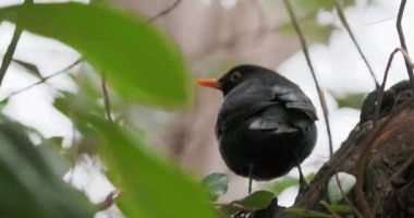 Sıradan bir karatavuk ya da ağaca tünemiş Turdus merula. Kara kuş merakla bakar. Doğal vahşi yaşam..