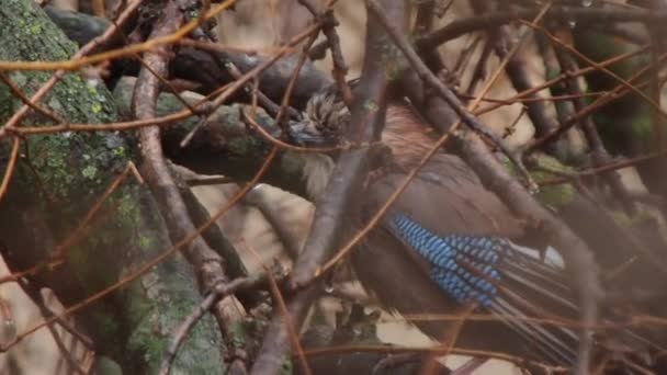 La ghiandaia eurasiatica o Garrulus glandarius si siede su un ramo d'albero. Uccello colorato increspato sotto la pioggia. Fauna selvatica naturale. — Video Stock