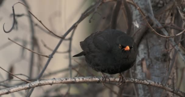 共通の黒鳥やトルドゥス・メルーラが木の上に倒れた。黒鳥は好奇心で目立つ。野生動物. — ストック動画