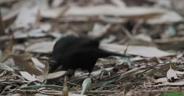 Közönséges feketerigó vagy Turdus merula, aki a lehullott levelek alatt keres élelmet. Sötét madár a vadonban. Szocsi, Oroszország.