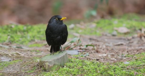 Pássaro-negro comum ou cádmio merula à procura de comida na grama. Pássaro escuro na vida selvagem. Sochi, Rússia. — Vídeo de Stock