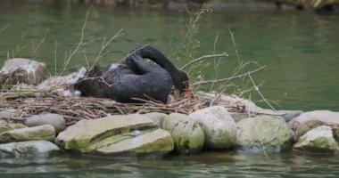 Siyah kuğu yuvada oturur. Kara zarif kuş tüylerini temizliyor..
