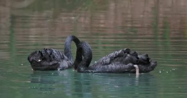 Bir çift siyah kuğu gölette yüzüyor. Su altında yiyecek arayan karanlık zarif kuşlar..