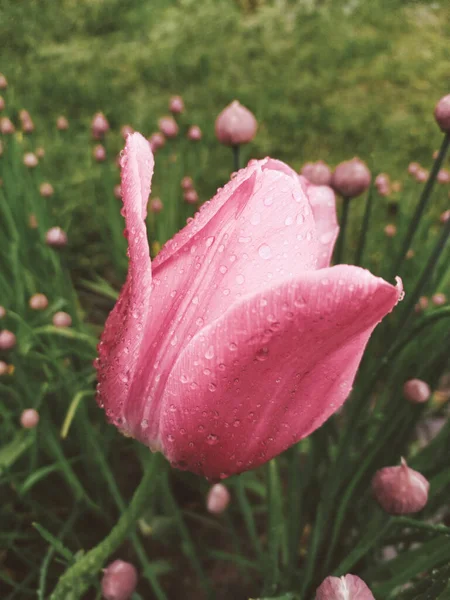 Flor Tulipa Rosa Com Gotas Orvalho Manhã Água Cai Pétalas — Fotografia de Stock