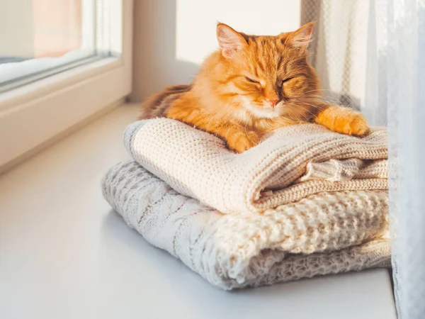 Carino Gatto Zenzero Dorme Mucchio Maglioni Maglia Cavo Tramonto Invernale — Foto Stock