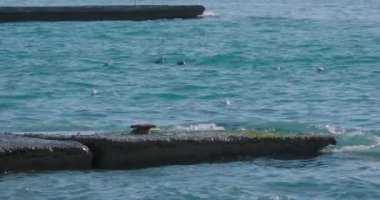 Karadeniz 'in dalgalarında sallanan martılar. Deniz kuşları güneşli bir günde masmavi suda bir şeyler yerler. Sochi, Rusya 'da kuş sürüsü.