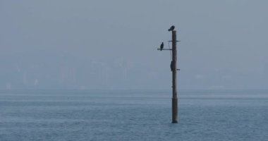 Phalacrocorax ya da karabatak tüylerini suyla kurutur. Büyük kara kuş avlanmadan önce dinleniyor. Rusya, Soçi 'de Karadeniz kıyısı.
