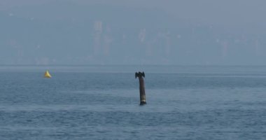 Phalacrocorax ya da karabatak tüylerini suyla kurutur. Büyük kara kuş avlanmadan önce dinleniyor. Rusya, Soçi 'de Karadeniz kıyısı.