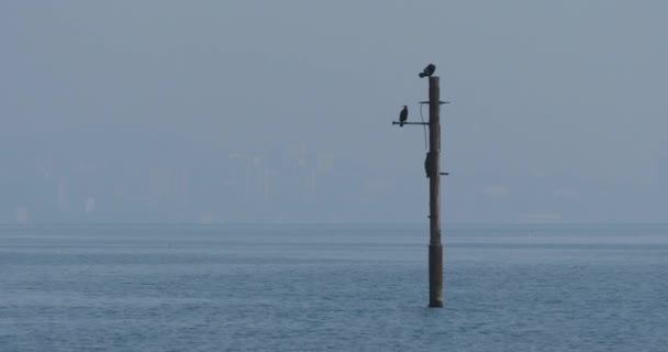 Phalakrokorax nebo kormorán si suší peří na dýmce na vodě. Velký temný pták si před lovem odpočine. Černé moře v Soči, Rusko. — Stock video