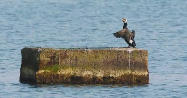 Phalacrocoraxまたは鵜は水に岩の上に羽を乾燥させます。大きな暗い鳥は狩りの前に休息を持っています。ソチ、ロシアの黒海の海岸. — ストック動画