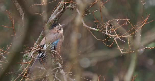 Eurasiska kajen eller Garrulus glandarius sitter på trädgrenen. Svampig färgglad fågel under regnet. Naturligt djurliv. — Stockvideo