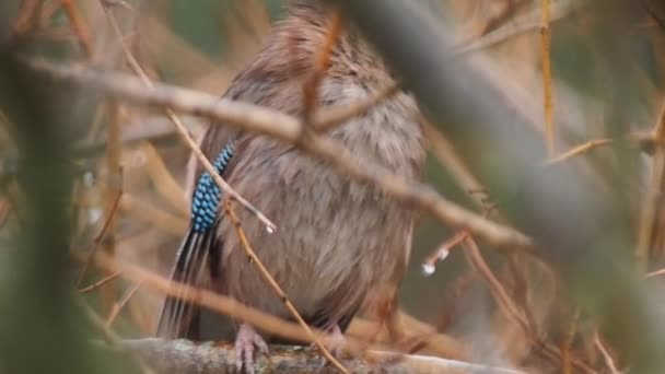 Eurasian jay 또는 Garrulus glandarius 는 나뭇가지에 앉아 있다. 빗속에 파랗고 화려 한 새가 나타났다. Natural Wildlife. — 비디오