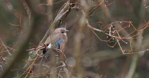 Eurázsiai Jay vagy Garrulus glandarius ül faágon. Felborzolt színes madár az eső alatt. Természetes élővilág. — Stock videók