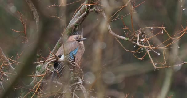 Der Eichelhäher oder Garrulus glandarius sitzt auf einem Ast. Kräuselte bunte Vogel unter dem Regen. Natürliche Tierwelt. — Stockvideo