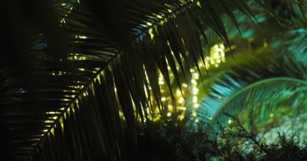 Sonne scheint durch Palmenblätter. Tropische Bäume blättern im Sonnenlicht. Sotschi, Russland. — Stockvideo