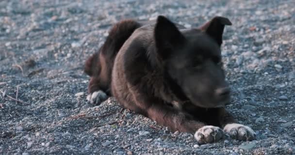 Schwarzer streunender Hund ruht am felsigen Strand. Unbekanntes Tier liegt auf Kieselsteinen. — Stockvideo