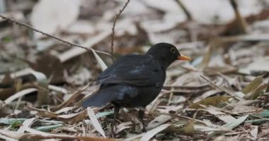 Düşmüş yaprakların altında yiyecek arayan sıradan bir karatavuk ya da Turdus Merula. Vahşi hayatta kara kuş. Soçi, Rusya.