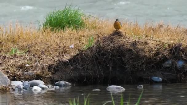 Der Eisvogel oder Alcedo tun dies. Bunter Vogel sitzt auf Gras über dem Wasser und wartet auf Fische. — Stockvideo