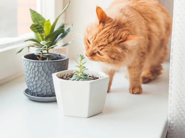 かわいい生姜猫は屋内植物を嗅ぎます クラスラとサンセベリアの花のポット ふわふわのペットは白い窓の上に多肉植物の匂いがします 平和的な植物趣味 自宅でのガーデニング — ストック写真