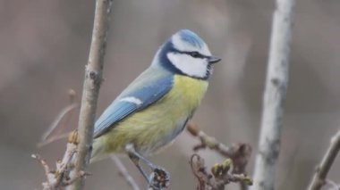 Tavuk ağaca tünemiş. Renkli kuş merakla bakar. Doğal yaban hayatı. Portreyi kapat.