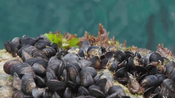 Medelhavsmussla eller Mytilus galloprovincialis på klippor ovanför Svarta havet. — Stockvideo