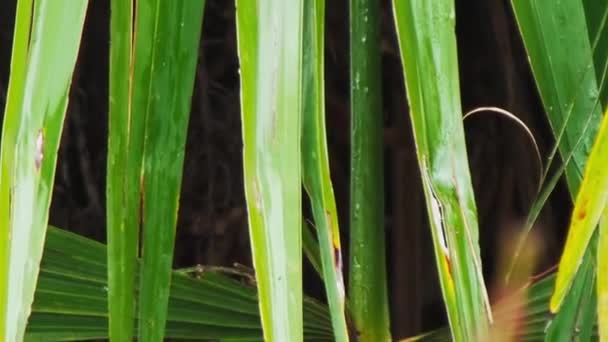 棕榈树叶子上的雨滴。潮湿的天气。雨后新鲜的绿叶.热带气候. — 图库视频影像