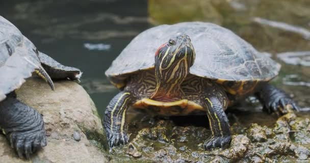 Göl kaydırıcı ya da Trachemys senaryosu, yaygın, orta büyüklükte yarı su kaplumbağası. Kırmızı kulaklı kaplumbağalar.. — Stok video