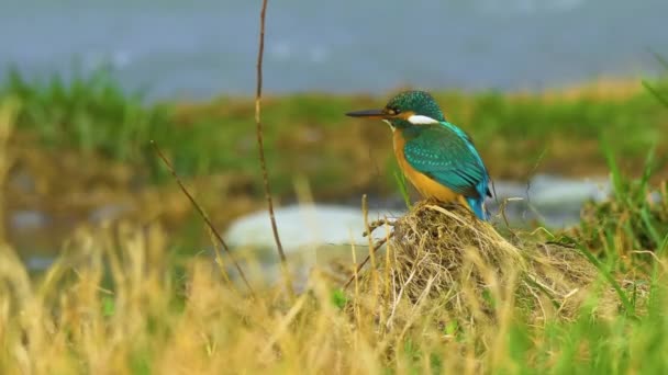 El rey pescador euroasiático o Alcedo en esto. Colorido pájaro sentado en la hierba sobre el agua y esperando a los peces. — Vídeo de stock